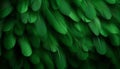 Intricate green feathers texture background detailed digital art of large bird feathers