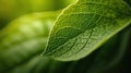 Intricate Green Leaf Texture in Macro View. Generative ai Royalty Free Stock Photo