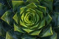 Intricate green succulent plant close-up