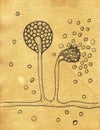 Intricate hand-drawn illustration of Mucor fungi on aged paper