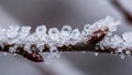 Branch dark and textured contrasts against the bright clear crystals Royalty Free Stock Photo