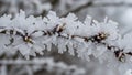 In intricate hoarfrost crystals featuring sharp rectangular ice Royalty Free Stock Photo
