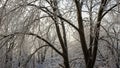 Intricate ice-covered tree branches after a winter storm Royalty Free Stock Photo