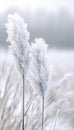 Intricate ice crystal formations on glass windowpanes forming a captivating winter background Royalty Free Stock Photo