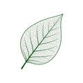 Intricate illustration of a single leaf with visible veining patterns. The outline is green, Royalty Free Stock Photo