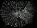 The complex structure of a spider\'s web created with Generative AI Royalty Free Stock Photo