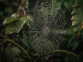 The complex structure of a spider\'s web created with Generative AI Royalty Free Stock Photo