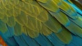 Intricate Linear Patterns on Luminous Yellow and Blue-Green Macaw Feathers Royalty Free Stock Photo