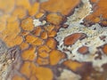 Intricate macro nature textures of rugged tree bark with lichen