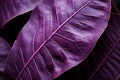 Intricate Macro purple leaf water drops. Generate Ai