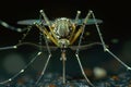 Intricate macro shot of a mosquito feeding on human skin, showcasing its body, legs, and proboscis