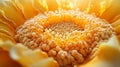 intricate macro view sunflowers center