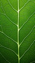 Intricate macro view of a vibrant green leaf, patterns and textures, natural and organic backdrop.