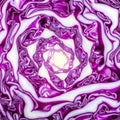 Intricate Natural Pattern of a Red Cabbage Royalty Free Stock Photo