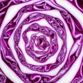 Intricate Natural Pattern of Sliced Red Cabbage Royalty Free Stock Photo