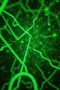 Intricate neon green lines forming complex geometric patterns, overlay, texture