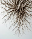 Intricate Bare Tree Branches on White Background Royalty Free Stock Photo