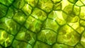 The intricate network of chloroplasts within a single leaf cell responsible for photosynthesis. . AI generation