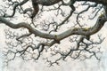 Intricate Branches of Ancient Tree, Reaching Skyward Royalty Free Stock Photo