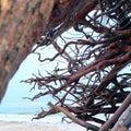 Gnarled Coastal Tree Roots Overlooking the Ocean Royalty Free Stock Photo