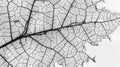 The intricate network of lines and pores on a magnified leaf surface giving a lacy and intricate appearance Royalty Free Stock Photo