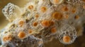 An intricate network of rotifer colonies attached to a submerged rock their intricate structures reminiscent of a