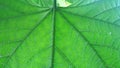 Leaf veins and capillaries