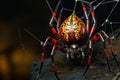 Intricate Orb weaver spider arabesca predator. Generate Ai