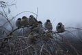 Sparrows on tree branches