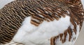 The intricate pattern of feathers on a high quality stock illustration for commercial use Royalty Free Stock Photo