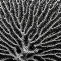 Intricate pattern resembling a black and white coral structure, featuring a network of Royalty Free Stock Photo