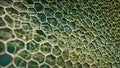 intricate patterns algaes cell walls, displaying