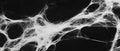 Complex spider web texture with overlapping strands against a black background Royalty Free Stock Photo
