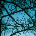 Intricate patterns of leafless tree branches Royalty Free Stock Photo