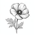 Intricate Poppy Flower Sketch: A Fusion Of Art, Nature, And Symbolism