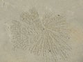 Sand Bubbler or Ghost crab Scopimera, Dotilla patterns in the sand Royalty Free Stock Photo