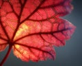 Intricate Red Leaf Close Up With Glowing Veins Royalty Free Stock Photo