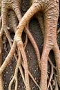 Intricate root system of an old tree, showcasing the hidden strength and interconnectedness of forest life. A detailed, close up Royalty Free Stock Photo