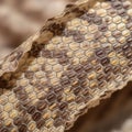 This intricate scale pattern aids in the identification and study of snakes Royalty Free Stock Photo