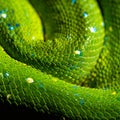 Intricate Scales of a Coiled Green Python Royalty Free Stock Photo