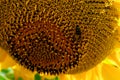 The intricate seed pattern of a sunflower is highlighted as a bee collects pollen