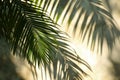 Intricate Shadow palm leaves. Generate Ai Royalty Free Stock Photo