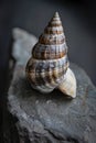 Intricate shell on dark background Royalty Free Stock Photo