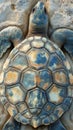Intricate Shell Patterns on Realistic Turtle Texture. Nature-inspired Concept Royalty Free Stock Photo
