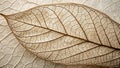 Intricate skeletal leaf structure a detailed close-up of delicate veins and patterns. Generative AI Royalty Free Stock Photo