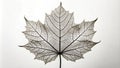 Intricate skeleton of a delicate leaf specimen displayed against a neutral background. Generative AI Royalty Free Stock Photo