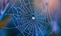 Intricate spider web adorned with dew drops glistening in soft morning light