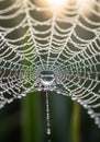 An intricate spider web adorned with dewdrops, capturing sunlight and creating a Royalty Free Stock Photo