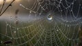 An intricate spider web adorned with dewdrops catches the morning light Royalty Free Stock Photo