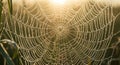 Intricate spider web adorned with dewdrops, shimmering in the early morning light. The web\'s Royalty Free Stock Photo